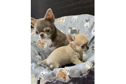 Cachorros Chihuahua en Brownsville