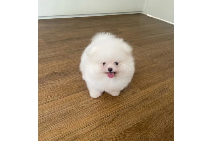 $350 : Pomerania macho y hembra image 2