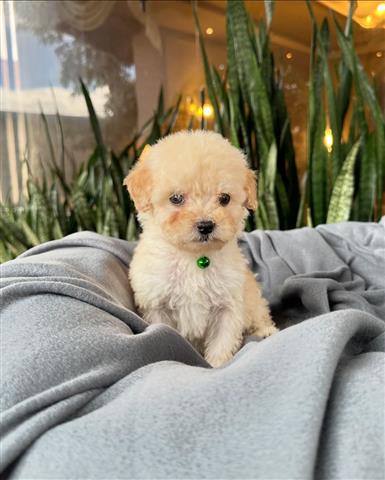 $350 : Cachorrito Poodle image 1