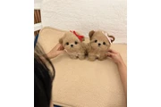 MALTIPOO EN VENTA en Dallas