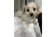 $500 : Maltipoo thumbnail