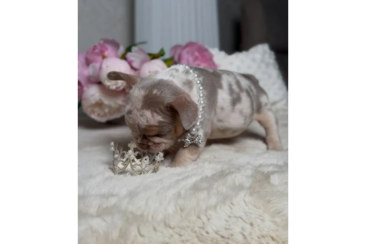 $500 : New shade Isabella Merle tan image 4