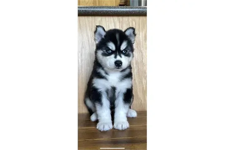 $350 : Cachorros de husky siberiano image 5