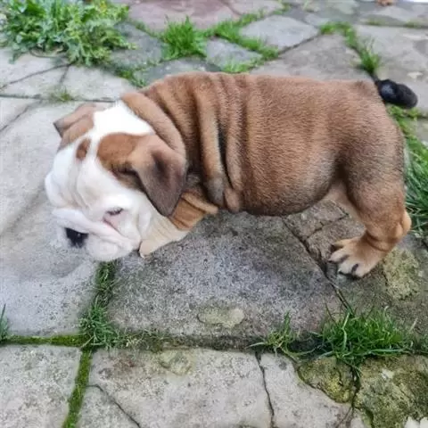 $400 : 2 bulldogs ingleses. vacunados image 1