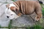 2 bulldogs ingleses. vacunados en Charlotte