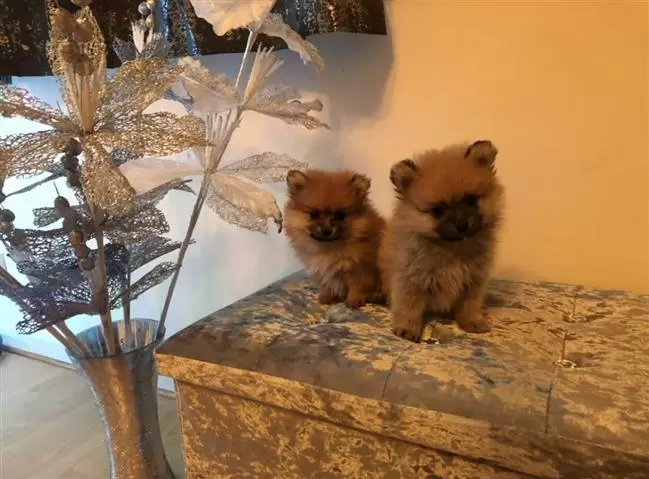 $420 : Pomeranian puppies available image 1