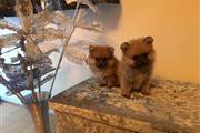 Pomeranian puppies available en Portland ME