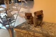 Pomeranian puppies available