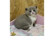 $210 : British shorthaired For sale thumbnail