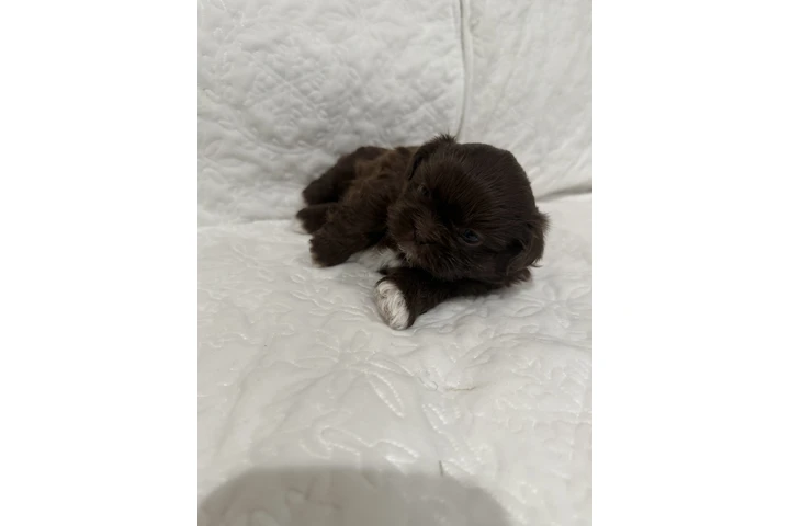 $1300 : Caramelo Shih Tzu Male 8 Weeks image 5