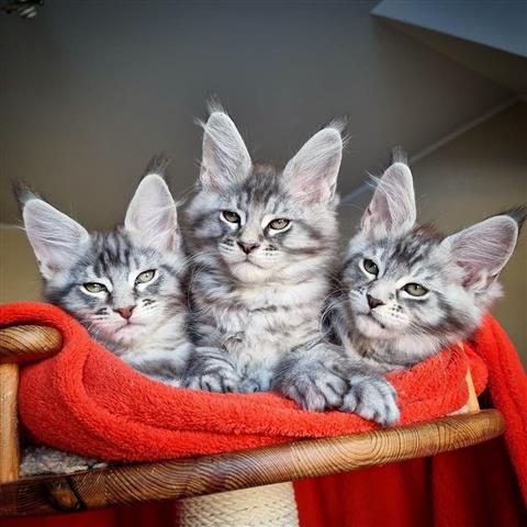 $400 : Cute Maine Coon kittens image 3