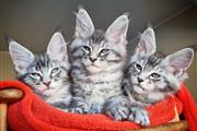 $400 : Cute Maine Coon kittens thumbnail