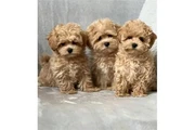 MALTIPOO EN VENTA en Miami