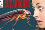 Castelblanco Law Group thumbnail