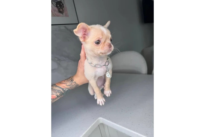$300 : Teacup Chihuahua puppies image 5