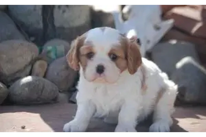 $2300 : Springer Spaniel pup in Oregon image 3