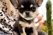 $300 : 2 Chihuahuas for sale thumbnail