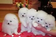 Super Sweet Pomeranian Puppies en Atlanta