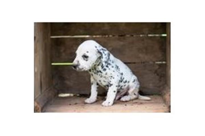 $500 : Dalmation puppies for adoption image 1