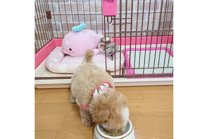 $350 : taza de té maltipoo cachorros image 2
