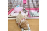 $350 : taza de té maltipoo cachorros thumbnail