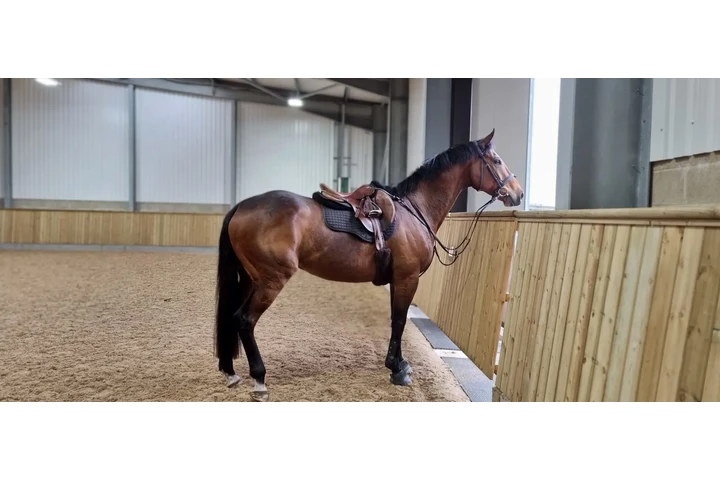 $3300 : Max (Thoroughbred  FOR SALE image 2