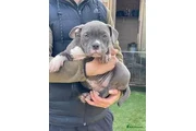 Blue nose American pitbull en Phoenix