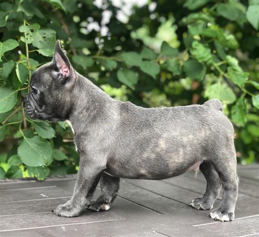 $520 : Blue French Bulldog For Sale image 3