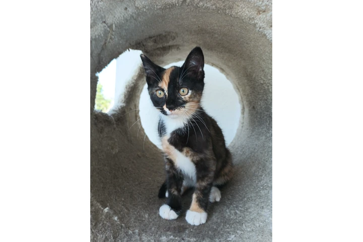 $20 : Gatita en adopción image 2