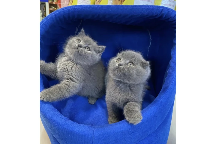 $400 : British shorthair available image 1