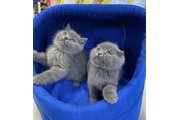 British shorthair available en Washington DC
