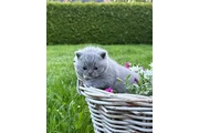 British Shorthair for sale en Philadelphia