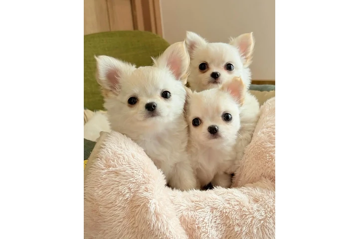 $400 : Gorgeous Chihuahua Puppies image 3