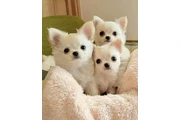 $400 : Gorgeous Chihuahua Puppies thumbnail
