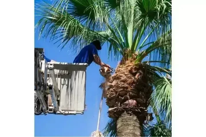 Alex Tree Services image 9