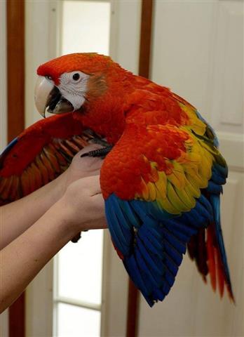 $800 : Scarlet Macaw Babies for sale image 2