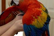 $800 : Scarlet Macaw Babies for sale thumbnail