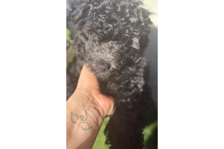 $650 : Hermoso mini poodle de 3 meses image 3