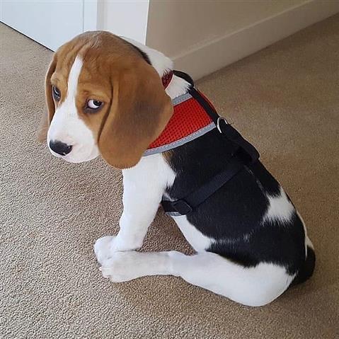 $600 : Hermosos cachorros beagle en v image 2