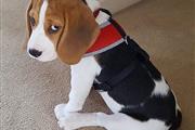 $600 : Hermosos cachorros beagle en v thumbnail
