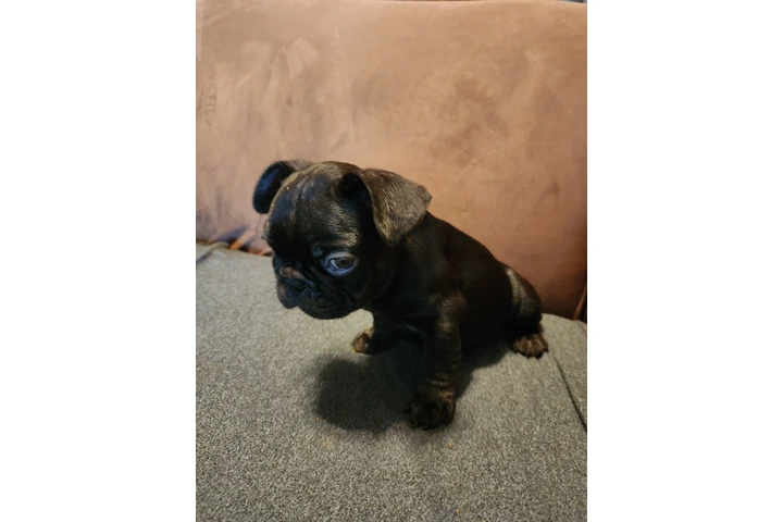 $1500 : French bulldog image 1