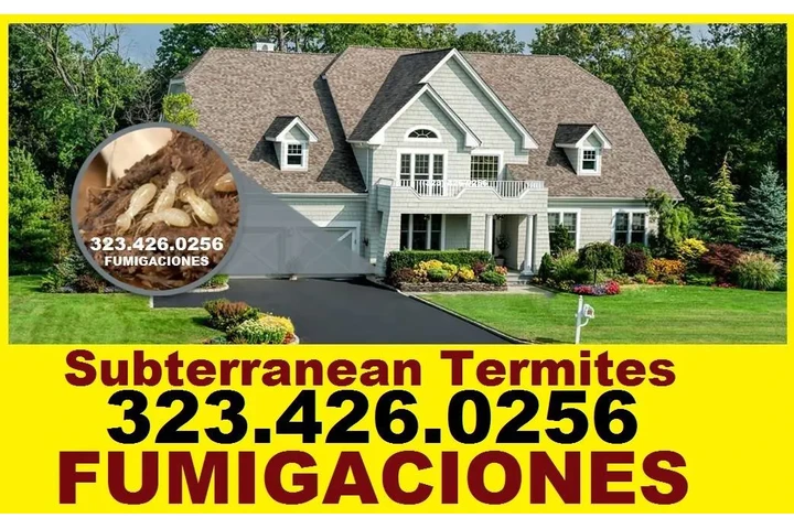 👉PROTEGE TU HOGAR DE TERMITAS image 1