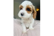 $1800 : Australian Labradoodles thumbnail