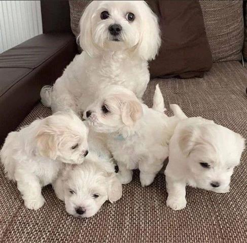 $400 : Maltese puppies available image 3