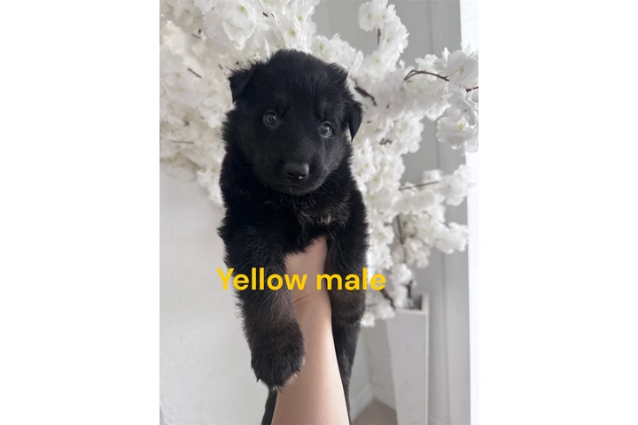 $300 : GS Puppies image 1