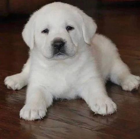 $500 : Labrador retriever image 4
