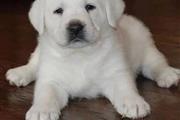 $500 : Labrador retriever thumbnail