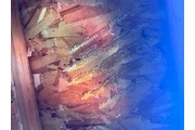Henry’s Bees Removal Service thumbnail