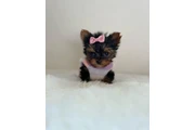 Yorkies a la venta en Arlington VA