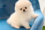 $400 : Pomeranian puppies and French thumbnail